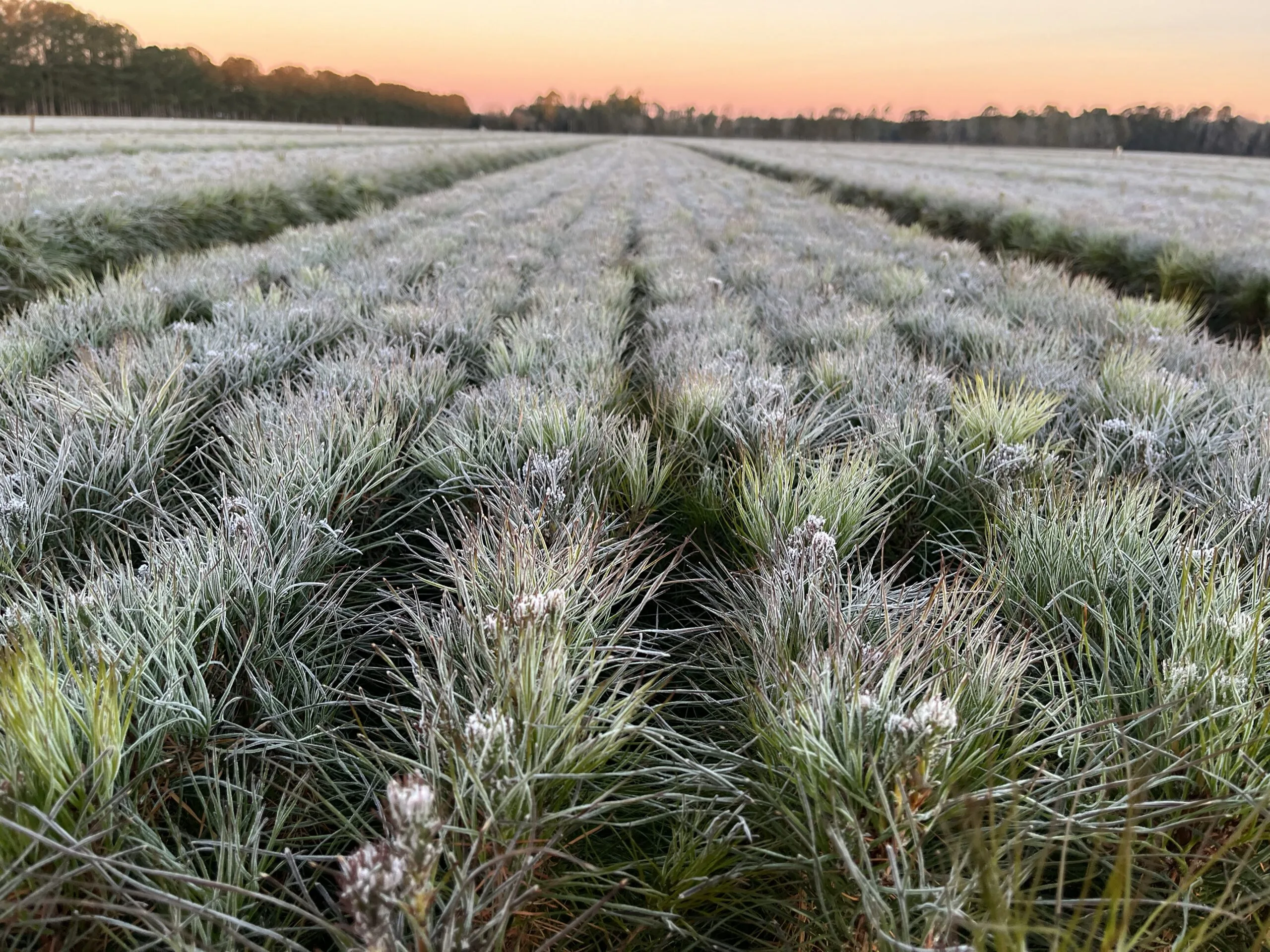 IMG_7536