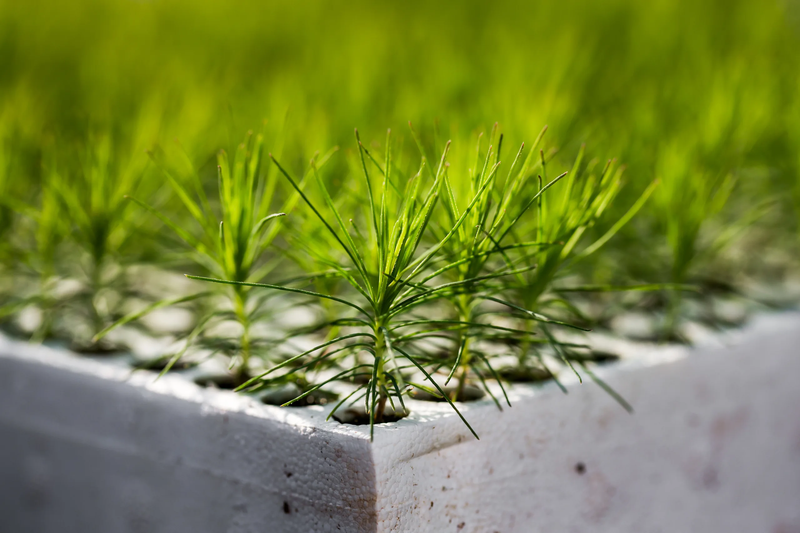 OurSeedlings
