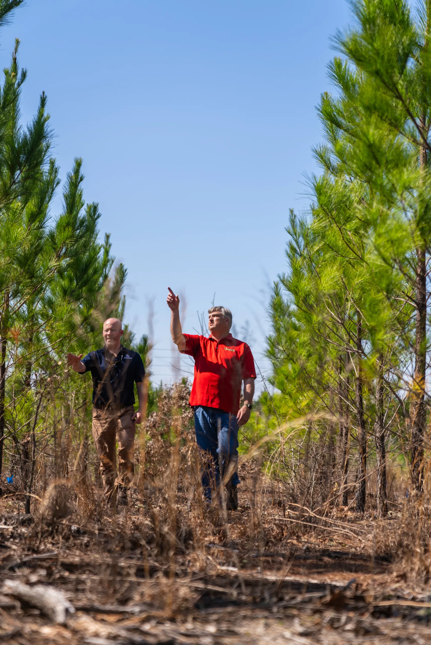 TheForestryConsultant