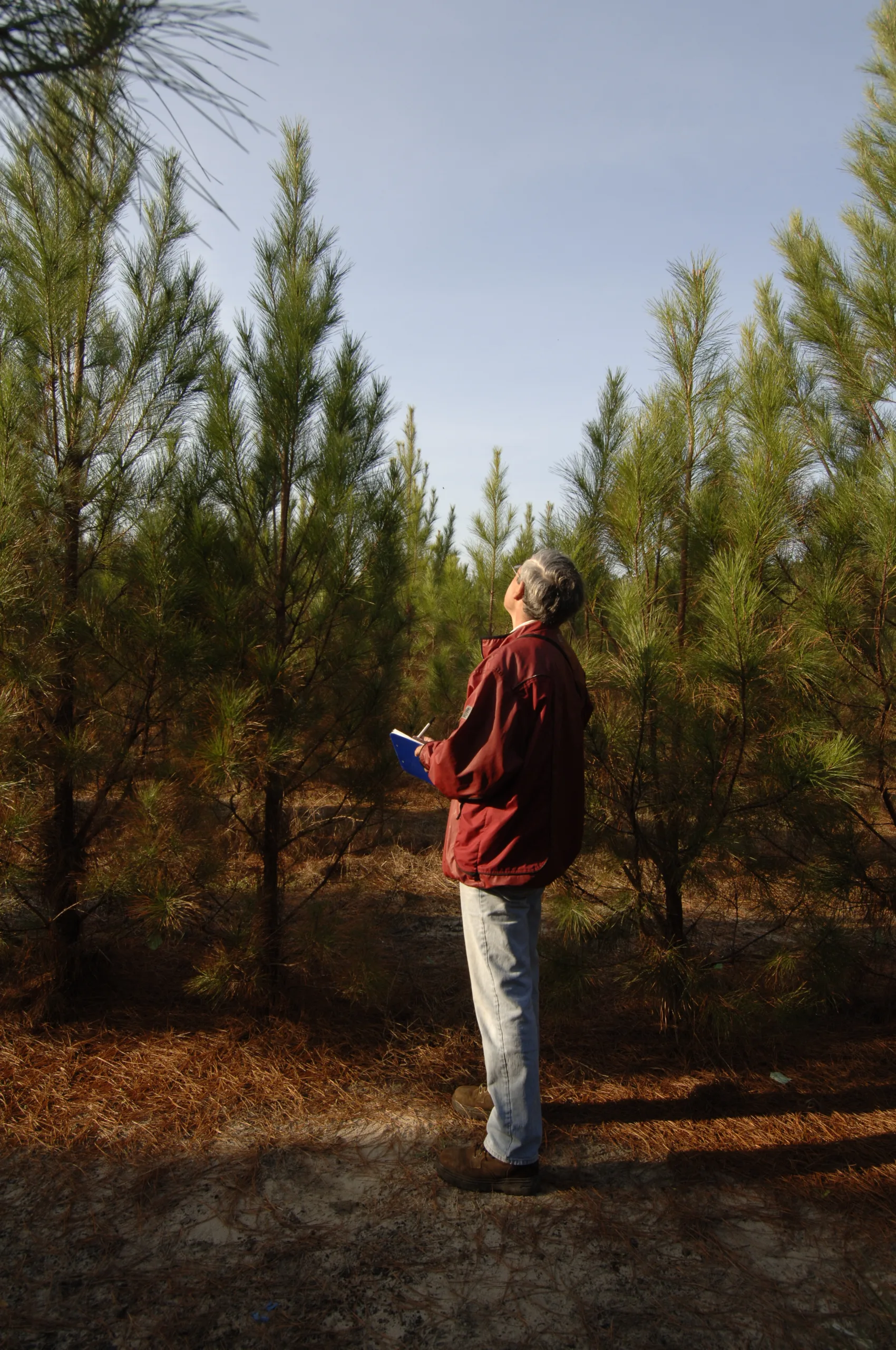 TheInstitutionalForester (1)